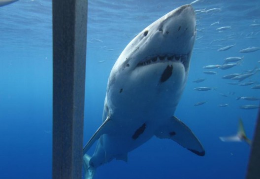 Isla Guadalupe White Shark Cage Diving