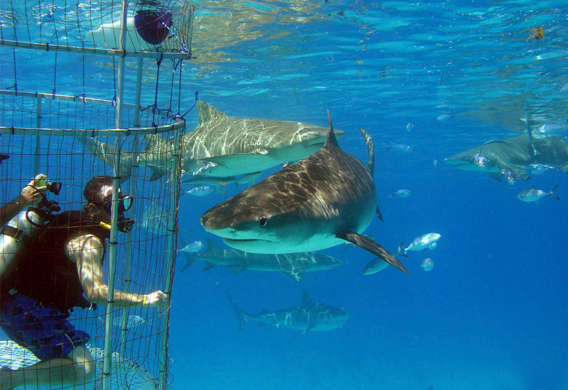 Isla Guadalupe White Shark Cage Diving eXtravaganzi